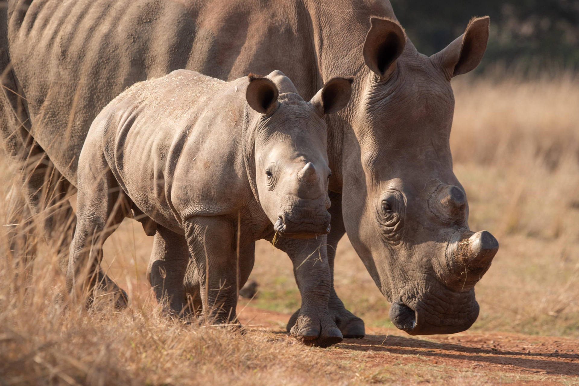 conservation-experience-game-drive-moms-and-babies.jpg