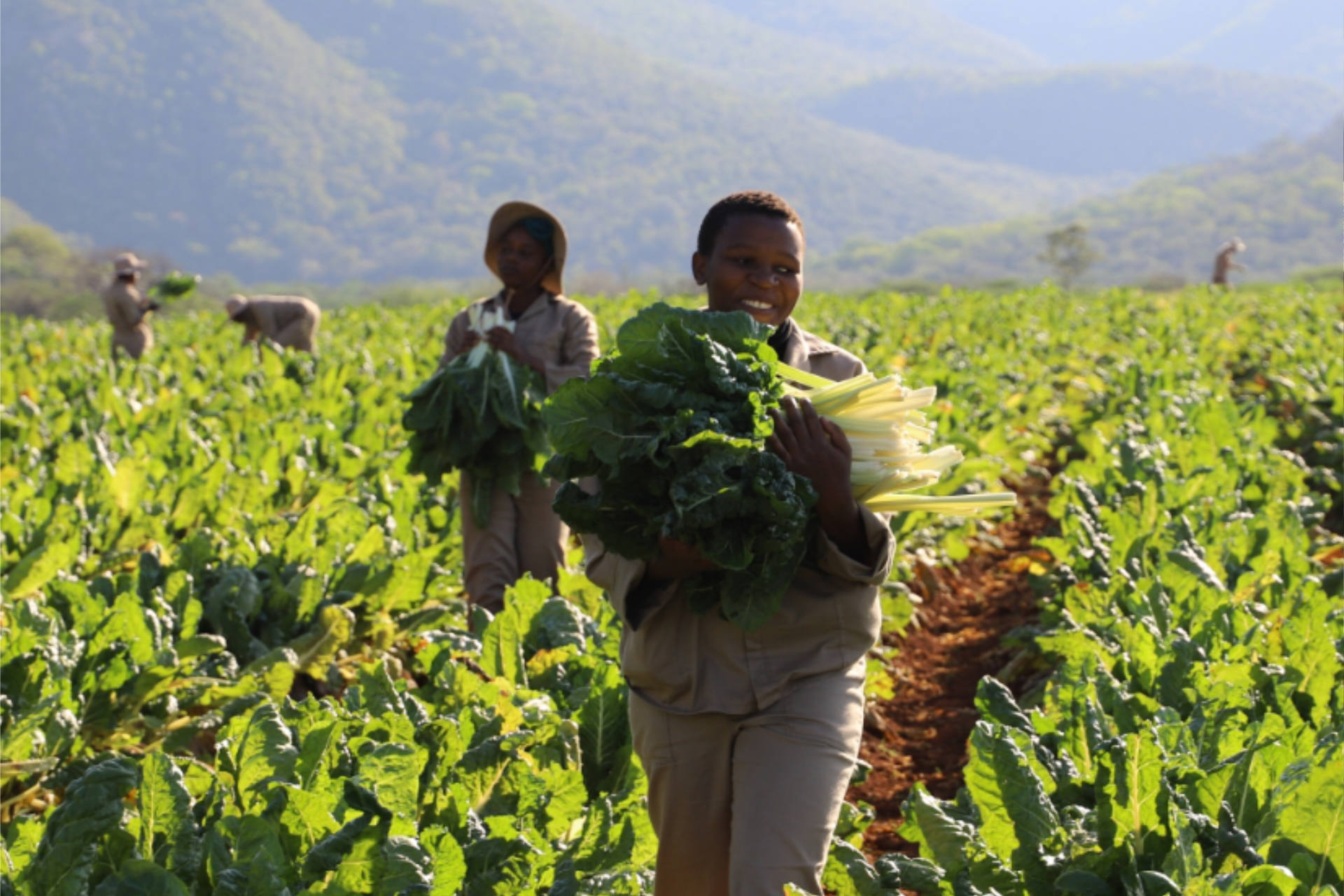 conservation-experience-sustainable-veggie-garden.jpg